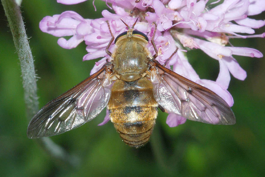 Pangonius cfr. variegatus, femmina  (Tabanidae)